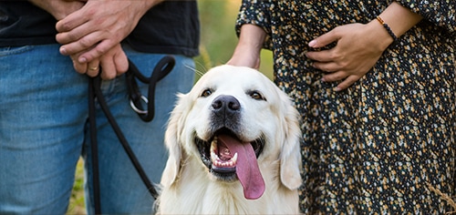 My Junior Kinderwagen Haustiere und Schwangerschaft